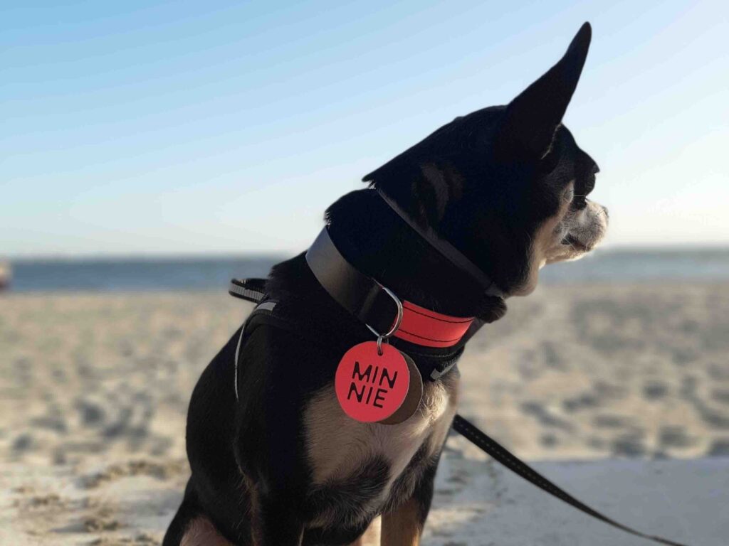 Collar-piel-minnie